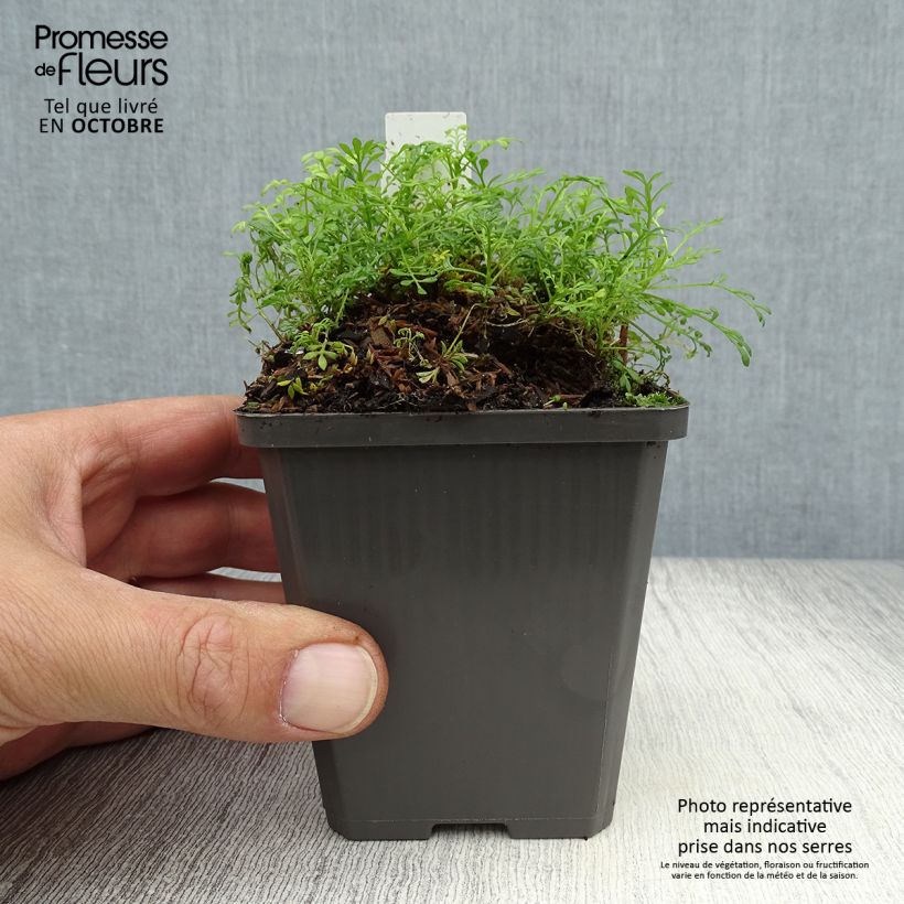 Esimerkki syksyllä toimitetusta Hornungia alpina 8/9 cm taimiruukku-taimesta