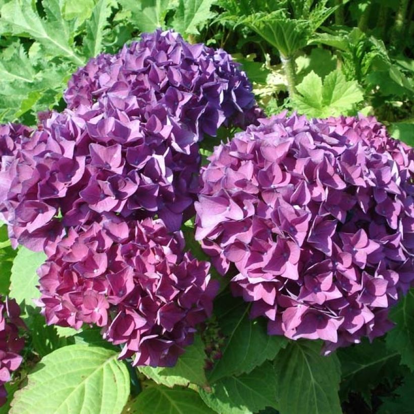 Jalohortensia Hovaria Hobergine (Kukinta)