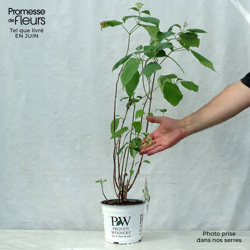 Esimerkki kesällä toimitetusta Pallohortensia Lime Rickey 2 litran/3 litran ruukku-taimesta