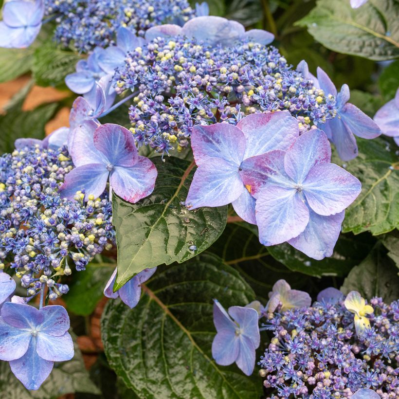 Jalohortensia Endless Summer Pop Star (Kukinta)