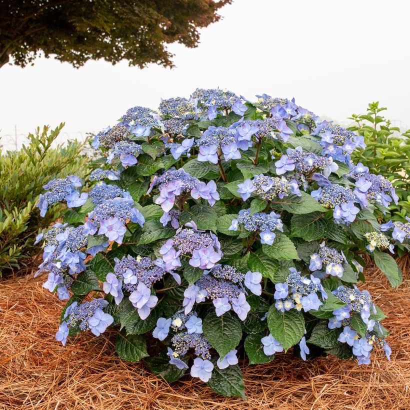 Jalohortensia Endless Summer Pop Star (Kasvutapa)