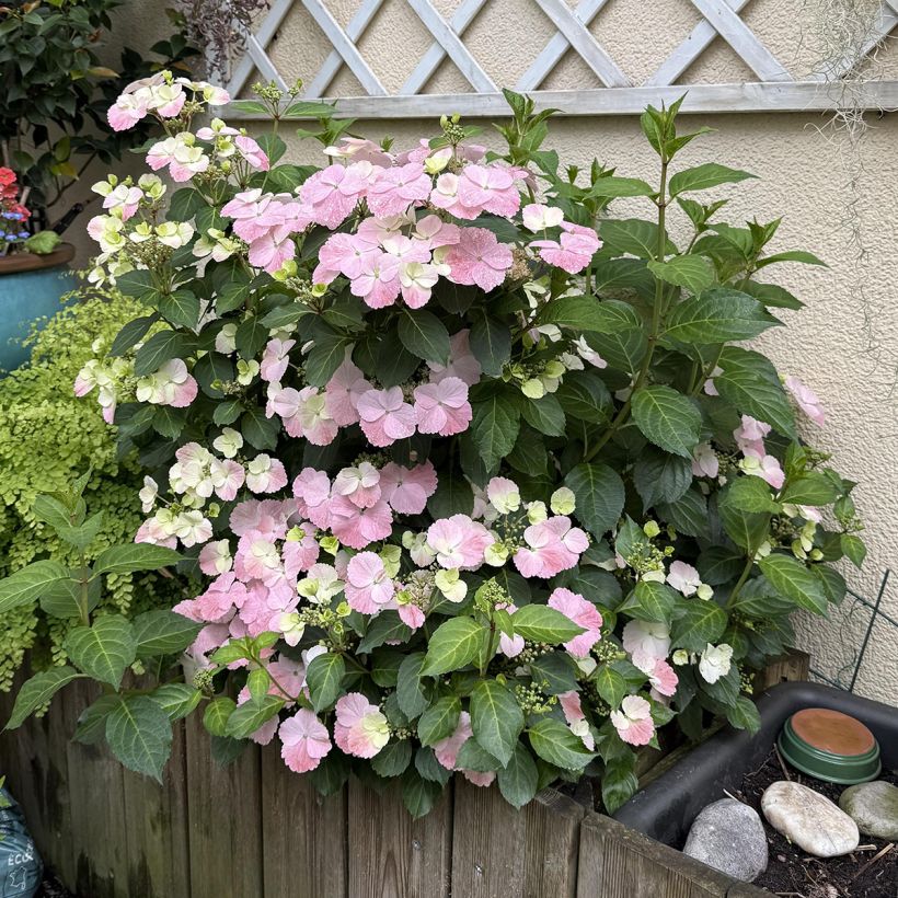 Jalohortensia French Bolero (Kasvutapa)