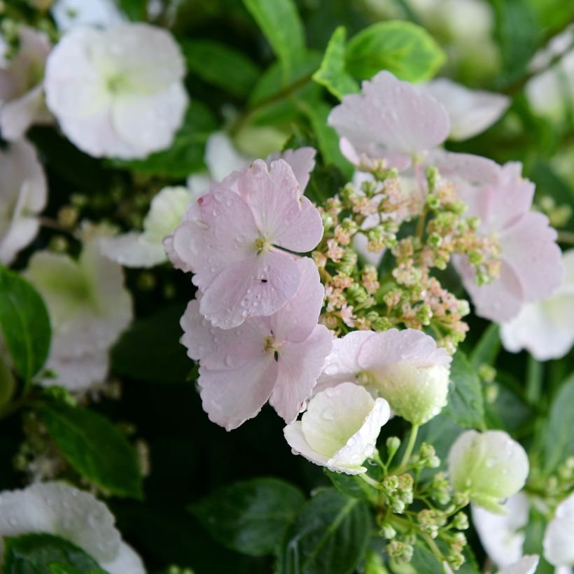 Jalohortensia Runaway Bride 'Snow (Kukinta)