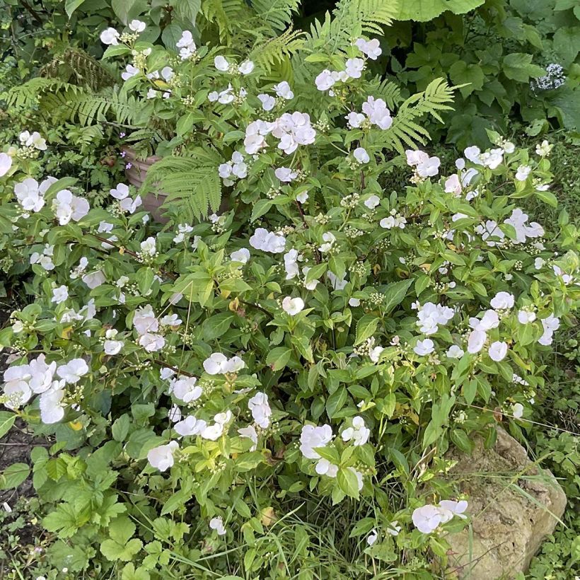 Jalohortensia Runaway Bride 'Snow (Kasvutapa)
