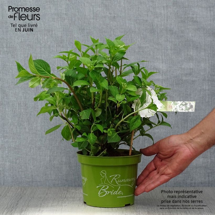 Esimerkki kesällä toimitetusta Jalohortensia Runaway Bride 'Snow 1,5 litran / 2 litran kannu-taimesta