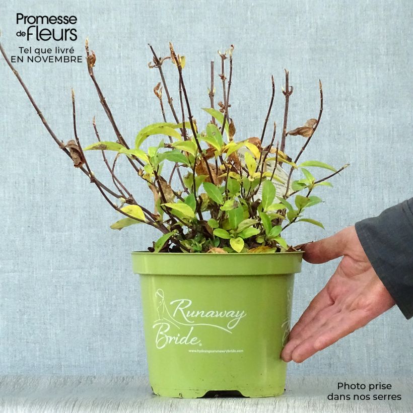 Esimerkki syksyllä toimitetusta Jalohortensia Runaway Bride 'Snow 3 litran/4 litran ruukku-taimesta
