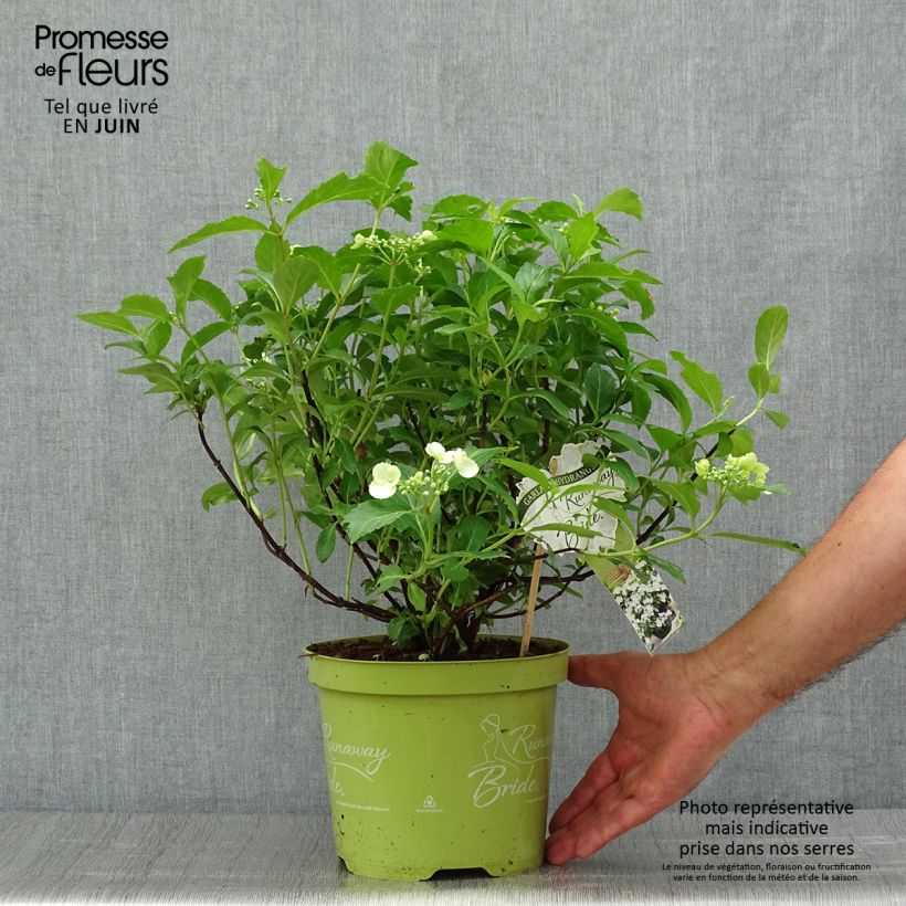 Esimerkki kesällä toimitetusta Jalohortensia Runaway Bride 'Snow 3 litran/4 litran ruukku-taimesta