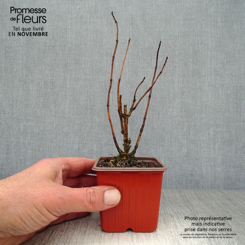 Esimerkki syksyllä toimitetusta Pallohortensia Annabelle 8/9 cm taimiruukku-taimesta