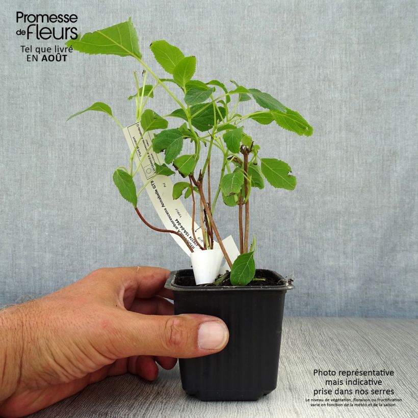 Esimerkki kesällä toimitetusta Pallohortensia Annabelle 8/9 cm taimiruukku-taimesta
