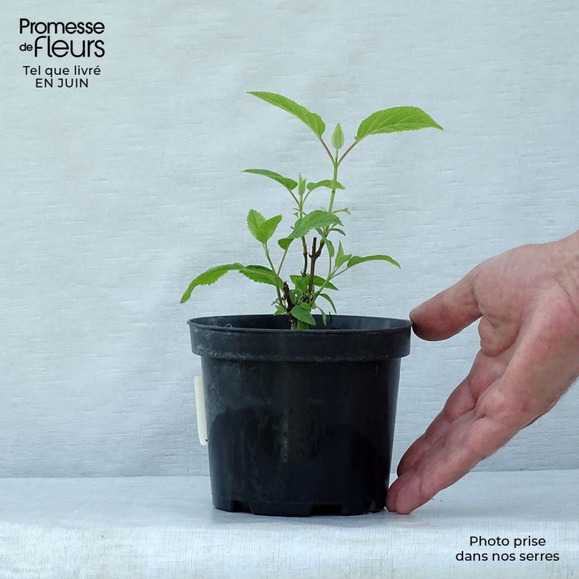 Esimerkki kesällä toimitetusta Pallohortensia Annabelle 12 cm / 13 cm ruukku-taimesta