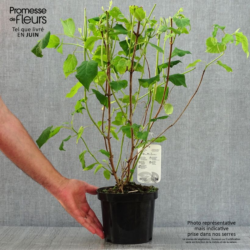 Esimerkki kesällä toimitetusta Pallohortensia Annabelle 3 litran/4 litran ruukku-taimesta