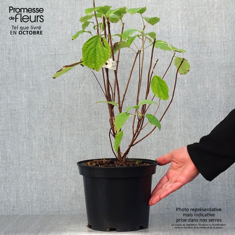 Esimerkki syksyllä toimitetusta Pallohortensia Candybelle Bubblegum 3 litran/4 litran ruukku-taimesta