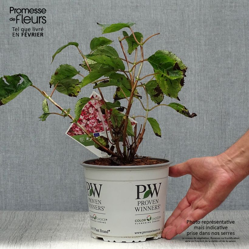 Esimerkki syksyllä toimitetusta Pallohortensia Ruby Annabelle 2 litran/3 litran ruukku, Pensas-taimesta