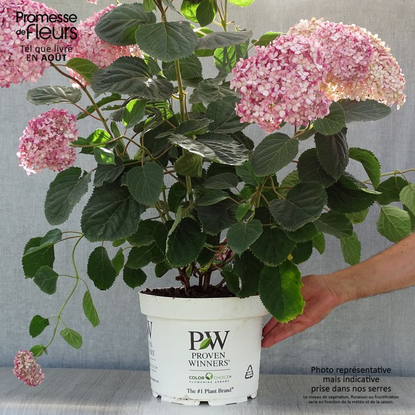 Esimerkki kesällä toimitetusta Pallohortensia Ruby Annabelle 4 litran/5 litran ruukku-taimesta