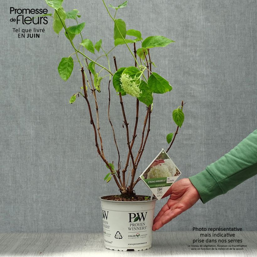 Esimerkki kesällä toimitetusta Pallohortensia Strong Annabelle 2 litran/3 litran ruukku, Pensas-taimesta
