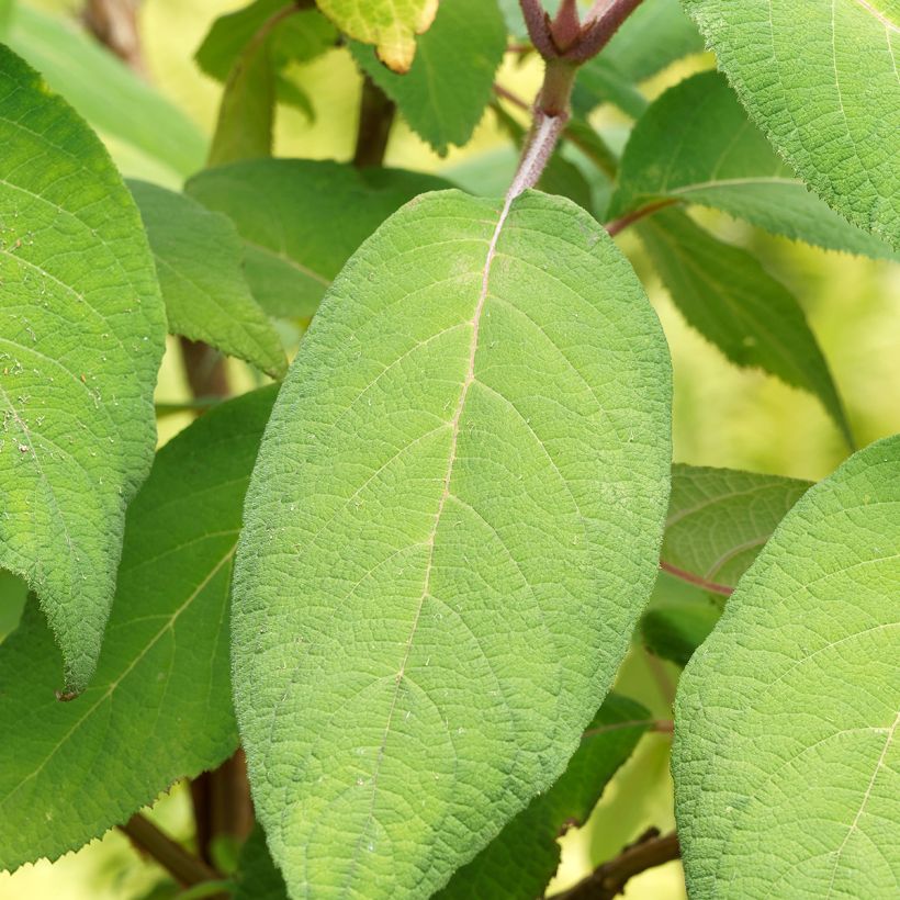 Samettihortensia Goldrush (Lehvistö)
