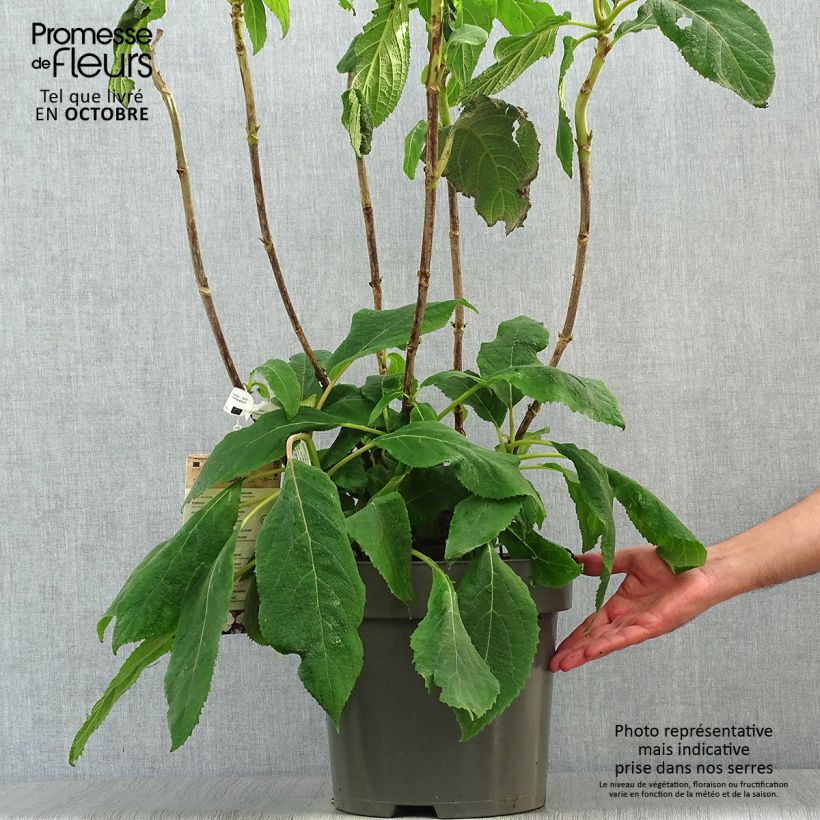 Esimerkki syksyllä toimitetusta Samettihortensia Macrophylla 7,5 litran / 10 litran ruukku-taimesta