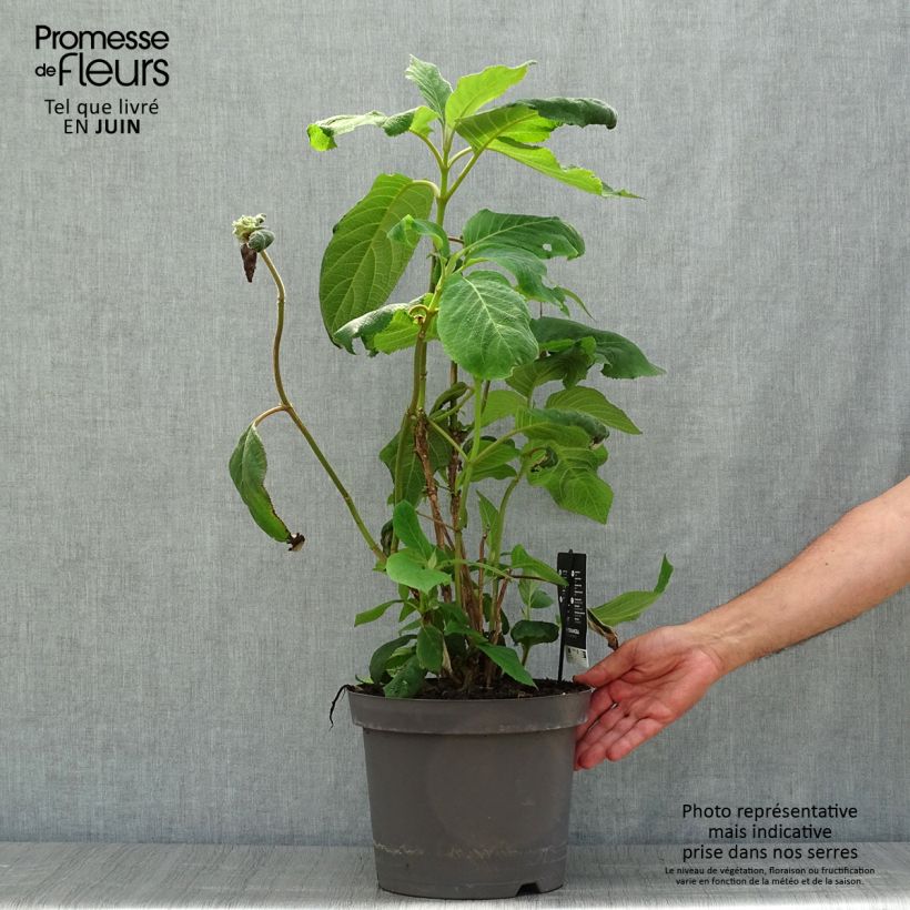 Esimerkki kesällä toimitetusta Samettihortensia Macrophylla 7,5 litran / 10 litran ruukku-taimesta