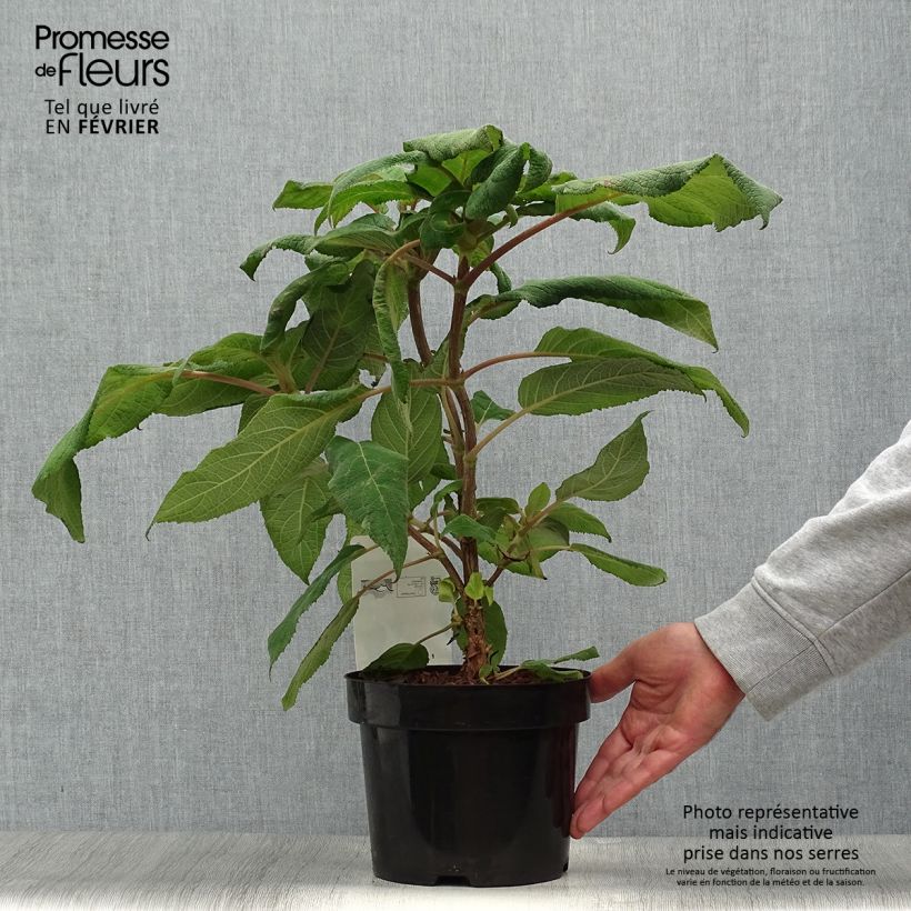 Esimerkki syksyllä toimitetusta Samettihortensia Macrophylla 2 litran/3 litran ruukku-taimesta