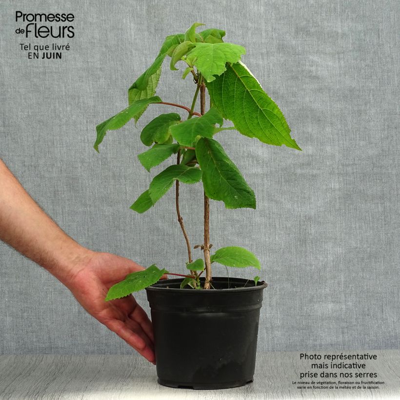 Esimerkki kesällä toimitetusta Samettihortensia Macrophylla 2 litran/3 litran ruukku-taimesta