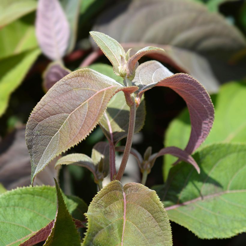 Samettihortensia Macrophylla (Lehvistö)
