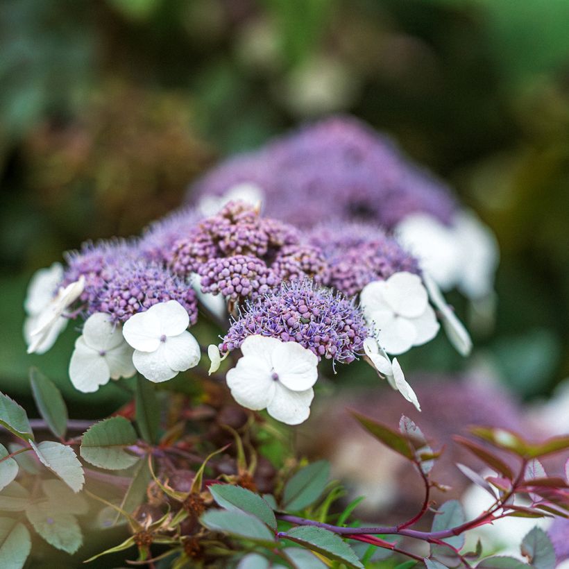 Samettihortensia Macrophylla (Kukinta)