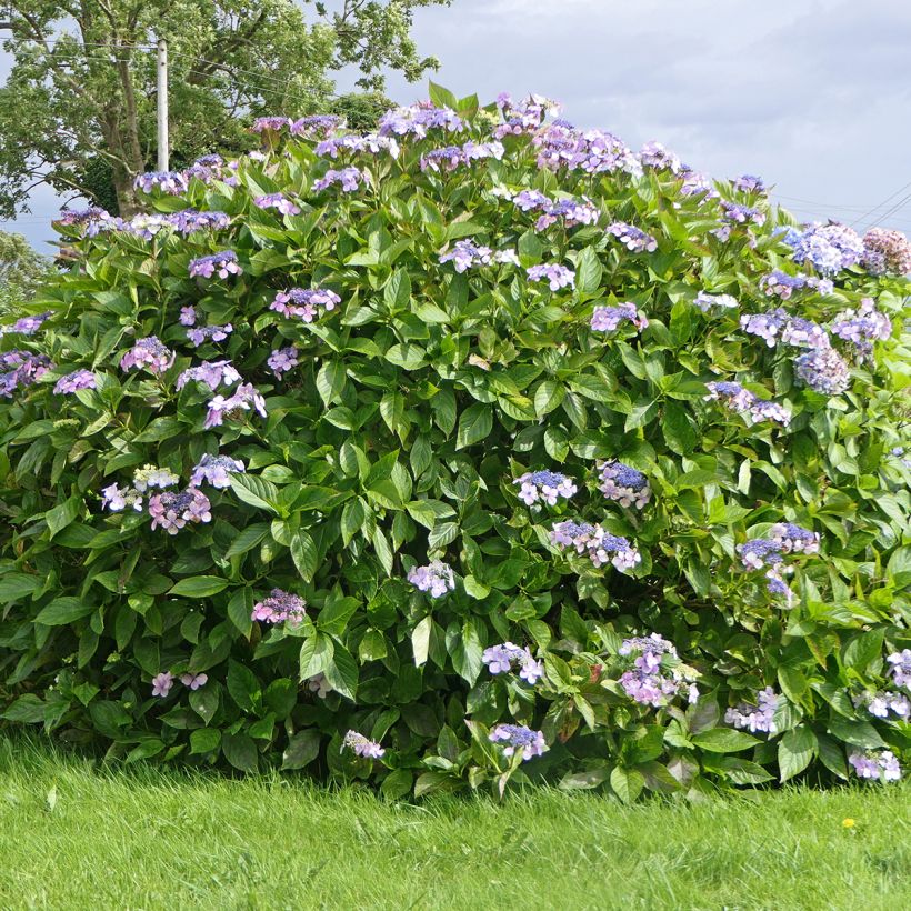 Samettihortensia Macrophylla (Kasvutapa)