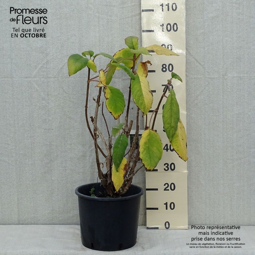 Esimerkki syksyllä toimitetusta Samettihortensia Macrophylla 12 litran/15 litran ruukku-taimesta