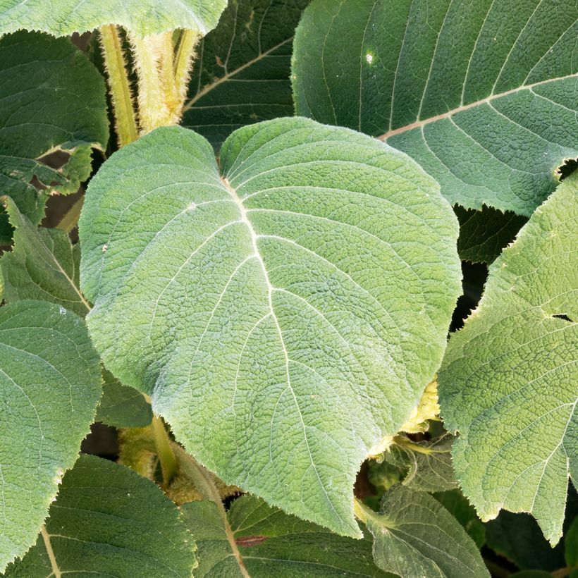 Samettihortensia - Hydrangea aspera subsp.sargentiana (Lehvistö)