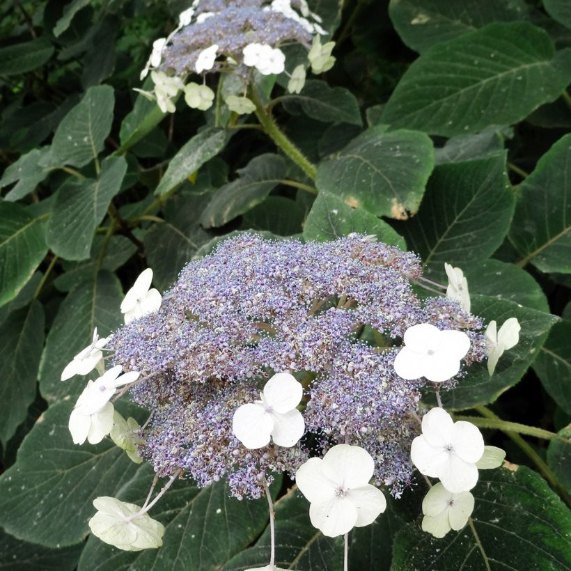 Samettihortensia Villosa (Kukinta)