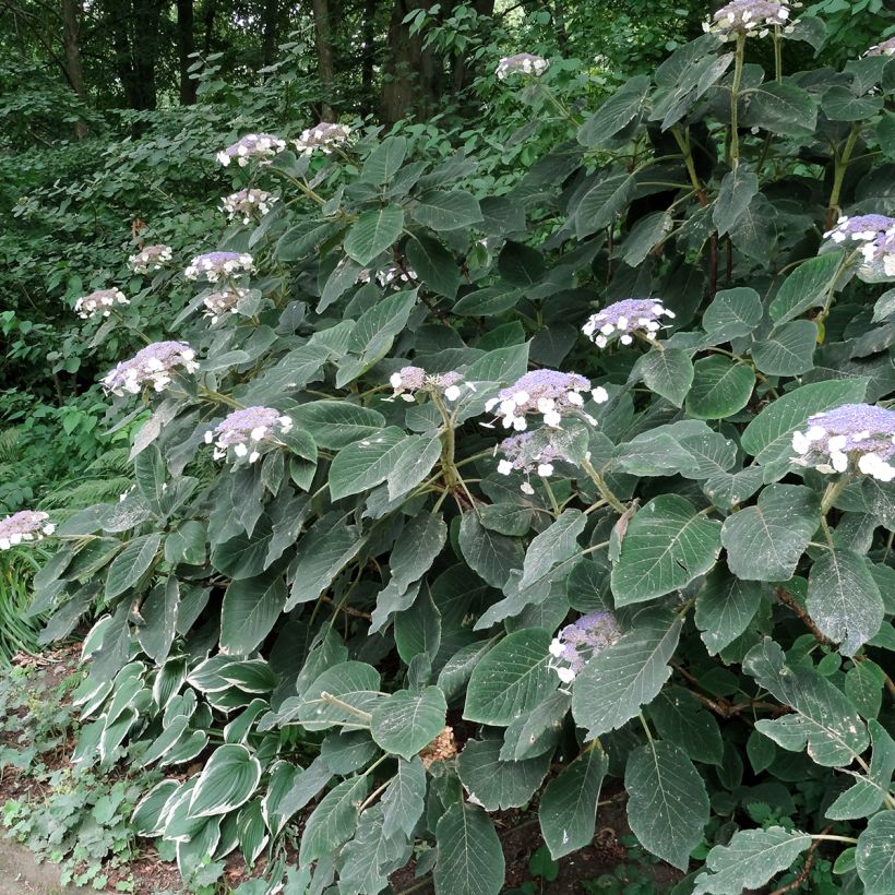Samettihortensia Villosa (Kasvutapa)