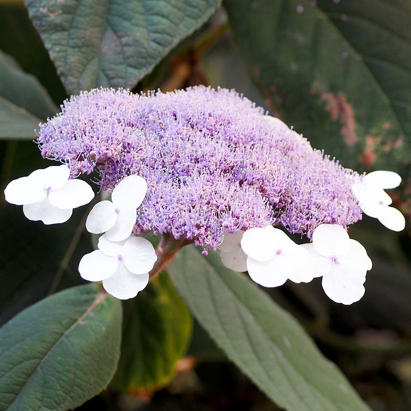 Samettihortensia Velvet & Lace (Kukinta)