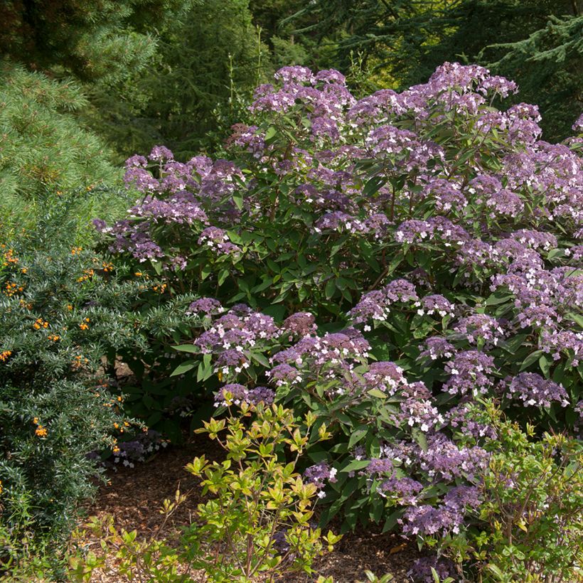Samettihortensia Velvet & Lace (Kasvutapa)