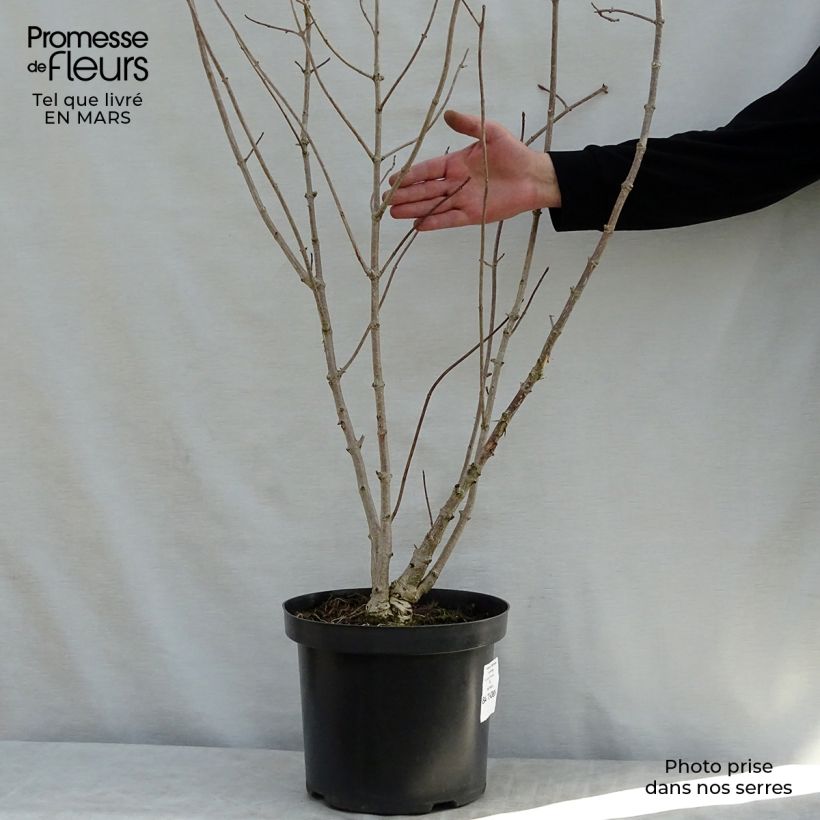 Esimerkki keväällä toimitetusta Kiinanhortensia - Hydrangea heteromalla 7,5 litran / 10 litran ruukku-taimesta