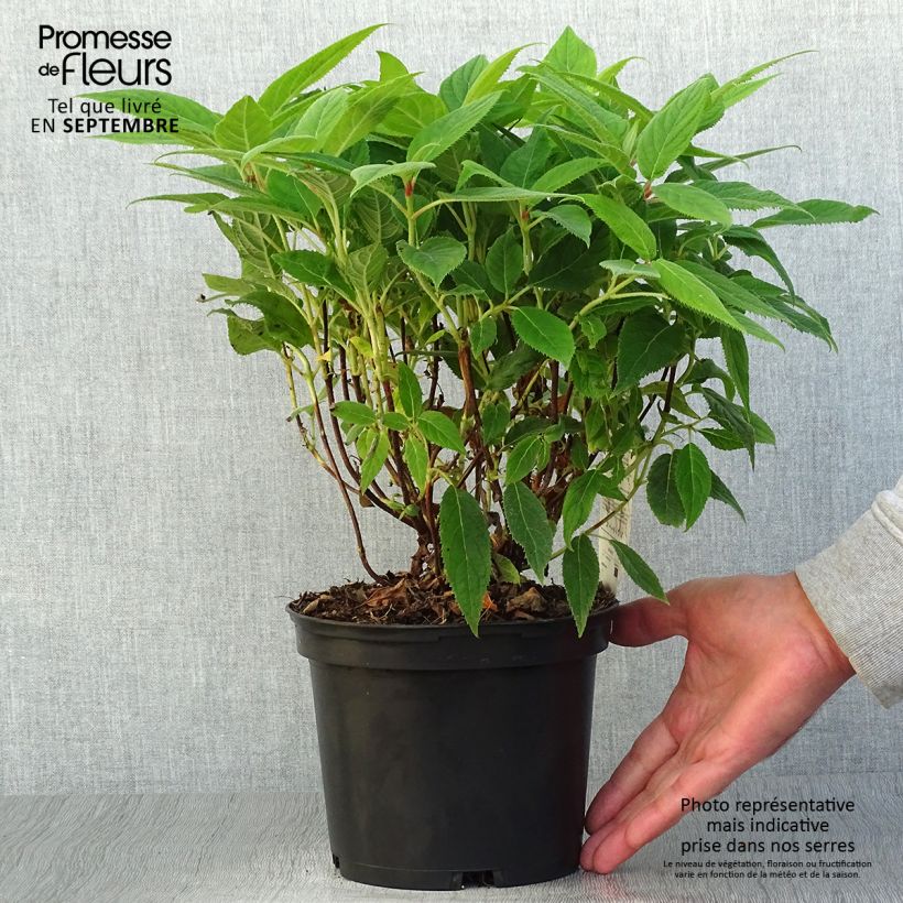 Esimerkki syksyllä toimitetusta Kehtohortensia - Hydrangea involucrata 2 litran/3 litran ruukku-taimesta