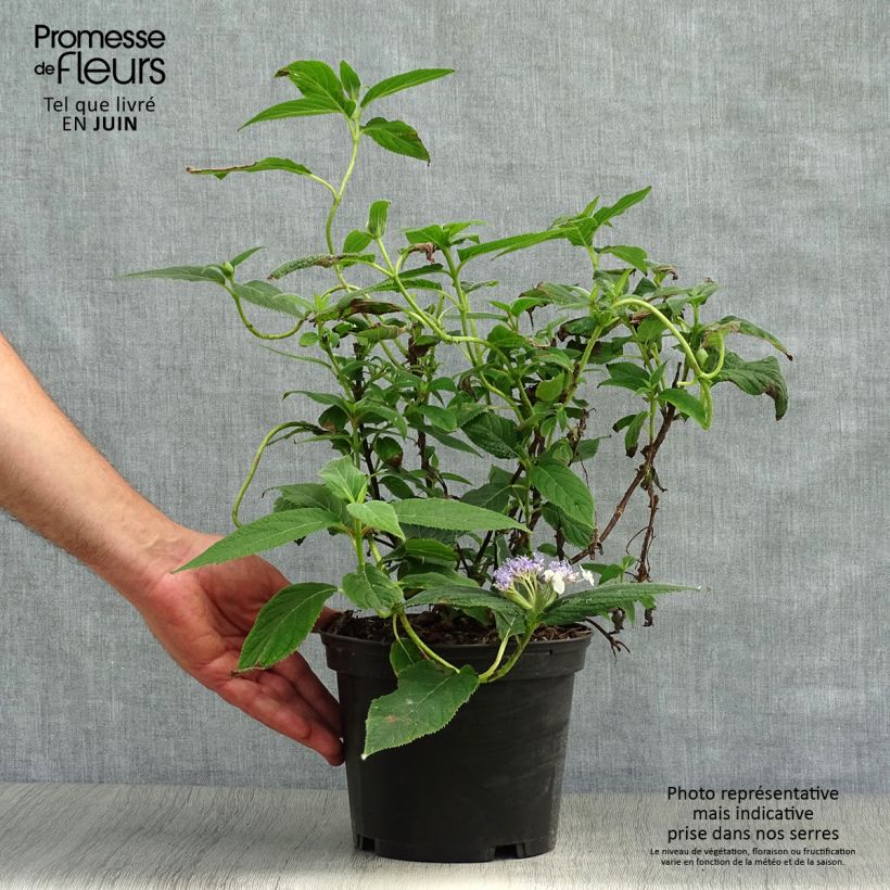 Esimerkki kesällä toimitetusta Kehtohortensia - Hydrangea involucrata Pot de 2L/3L-taimesta