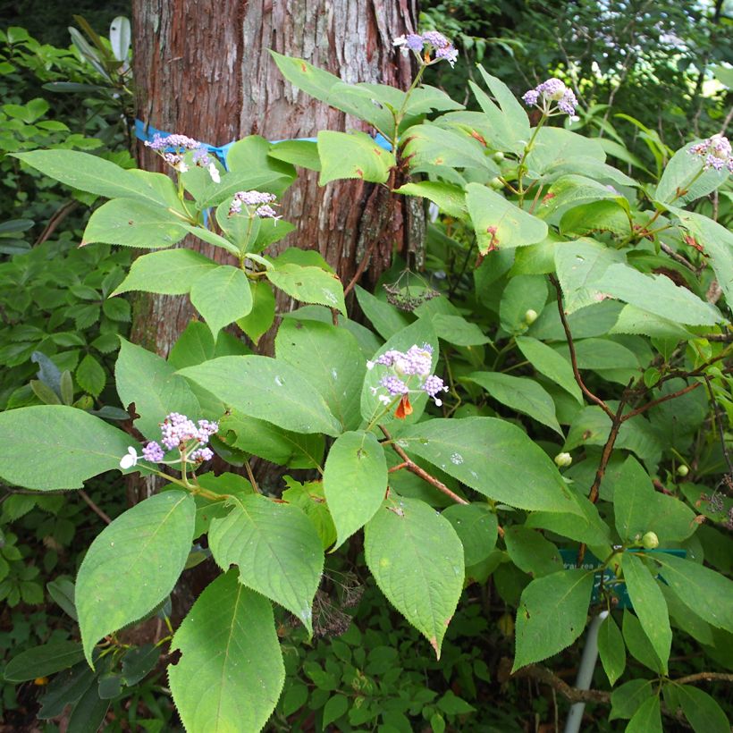 Kehtohortensia - Hydrangea involucrata (Kasvutapa)