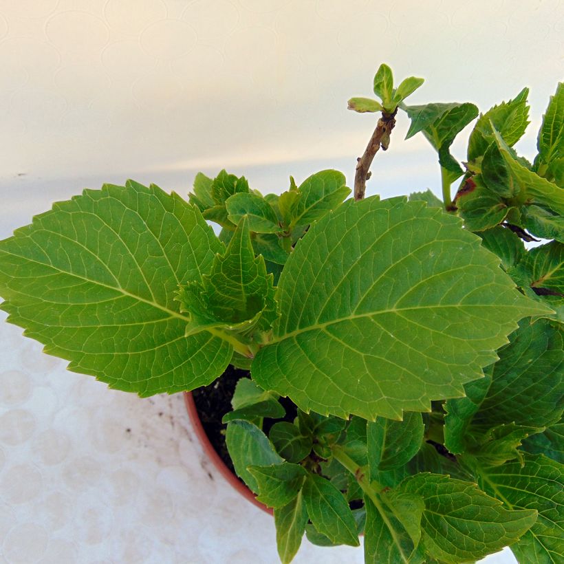 Jalohortensia Baron Pourpre (Lehvistö)