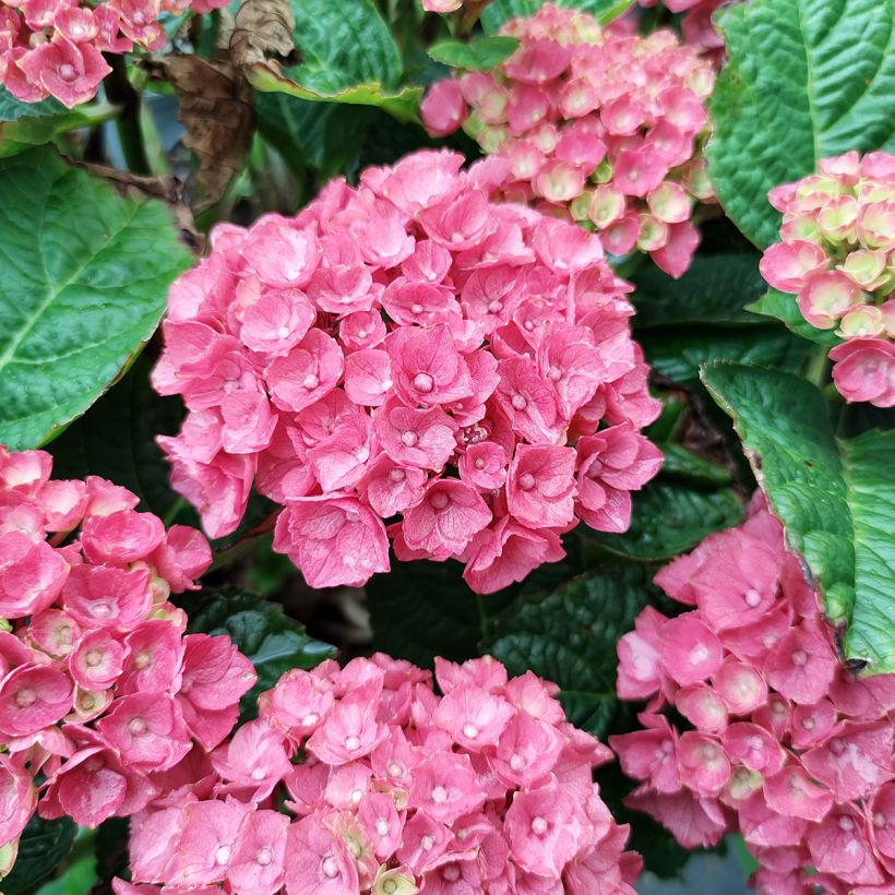 Jalohortensia Baron Rouge (Kukinta)