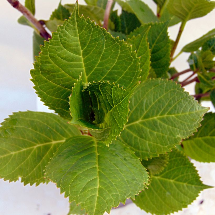 Jalohortensia Beauté Vendômoise (Lehvistö)