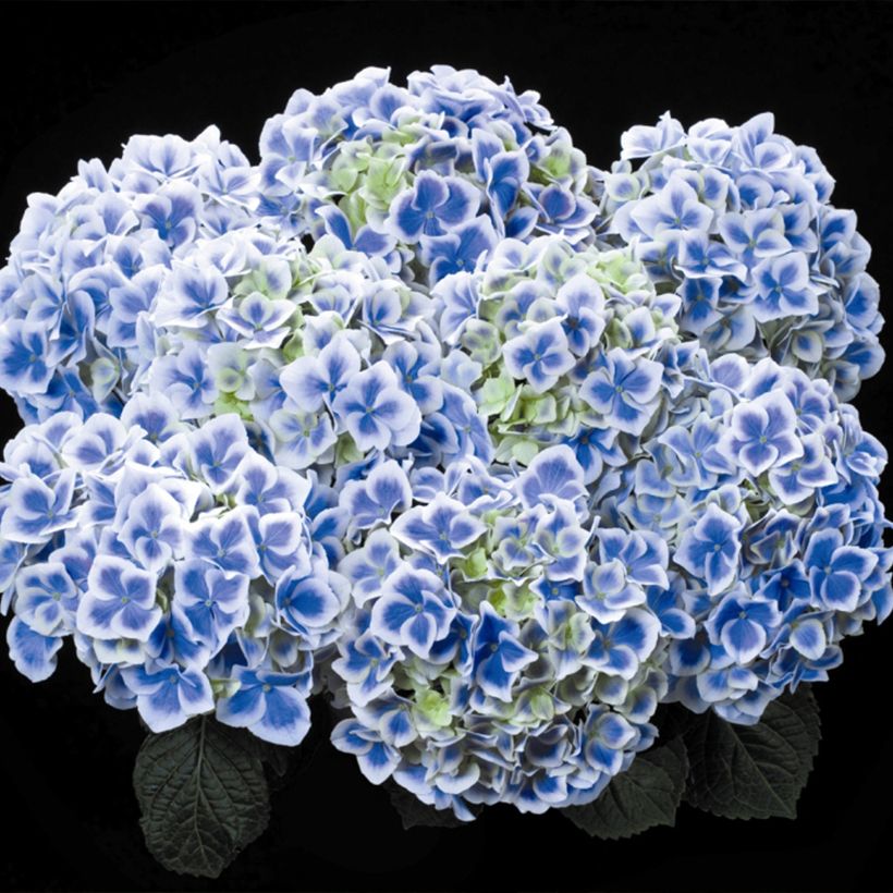 Jalohortensia Beautensia Dali (Kukinta)