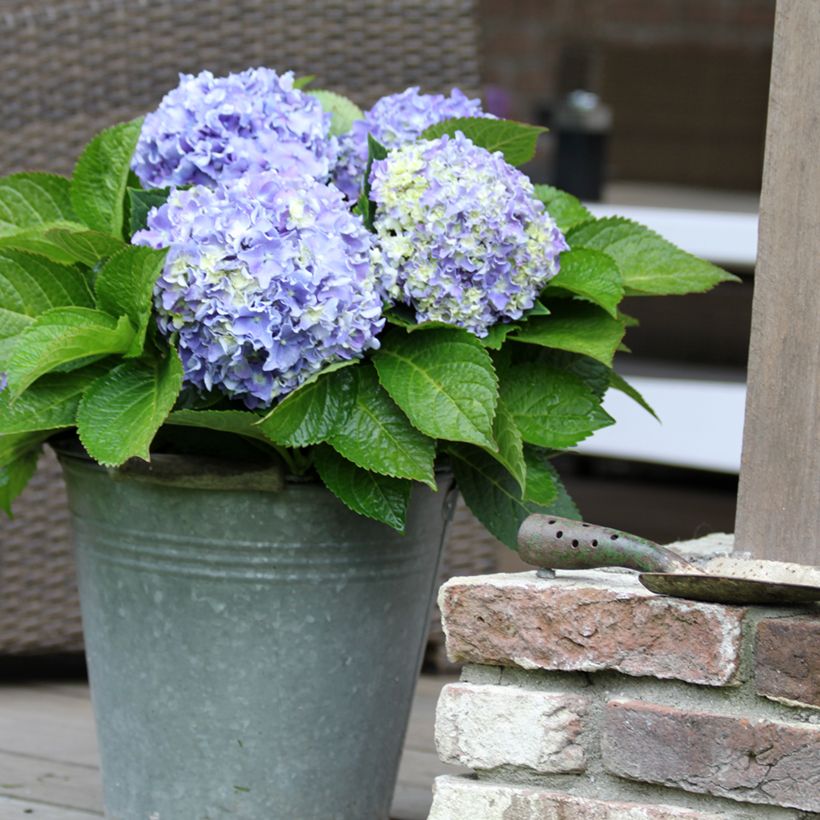 Jalohortensia Beautensia Spike (Kasvutapa)