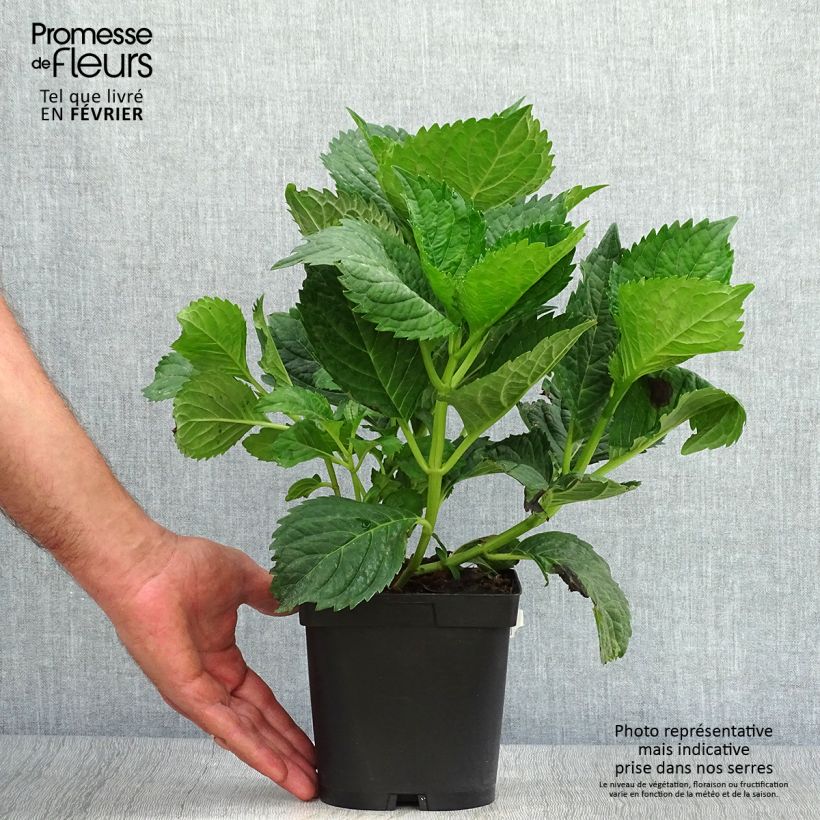 Esimerkki syksyllä toimitetusta Jalohortensia Benelux (sininen) 2 litran/3 litran ruukku, Pensas-taimesta