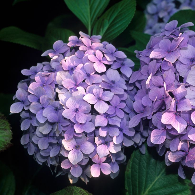 Jalohortensia Benelux (sininen) (Kukinta)