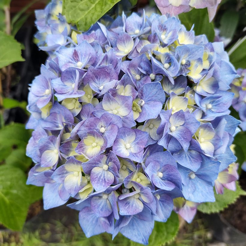 Jalohortensia Black Steel Purple (Kukinta)