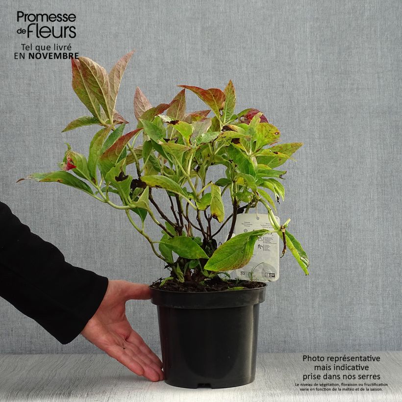 Esimerkki syksyllä toimitetusta Jalohortensia Blauer Prinz 2 litran/3 litran ruukku-taimesta