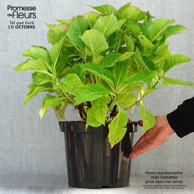 Esimerkki syksyllä toimitetusta Jalohortensia Blaumeise 7,5 litran / 10 litran ruukku-taimesta