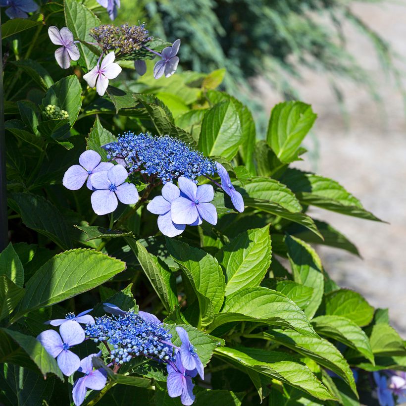 Jalohortensia Blaumeise (Kukinta)