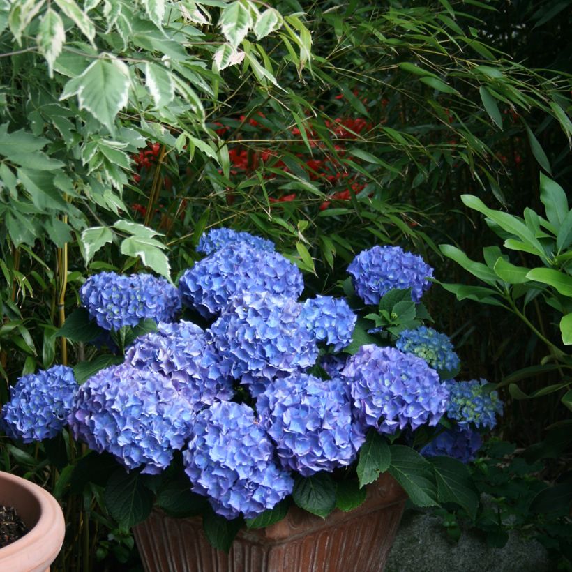 Jalohortensia Blaumeise (Kasvutapa)