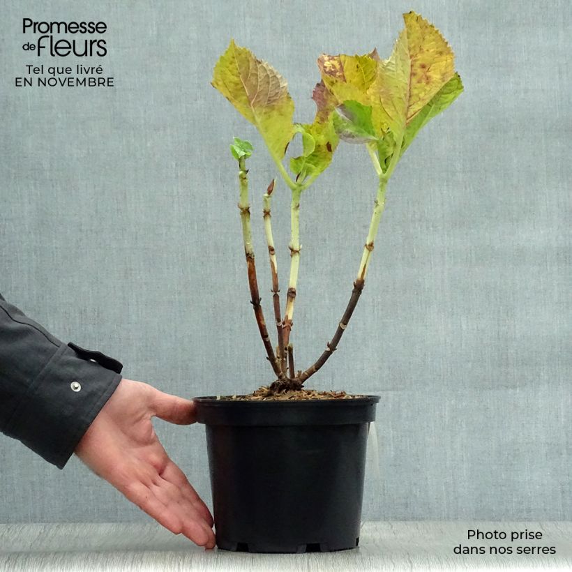 Esimerkki syksyllä toimitetusta Jalohortensia Blaumeise 2 litran/3 litran ruukku-taimesta